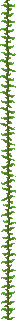 Kelp Plant