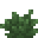 Bush