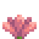 Cactus Flower
