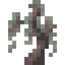 Pale Oak Sapling